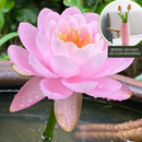 A flor de lótus da tigela sagrada de bonsai - [Brinde um Vaso de Flor Moderno]